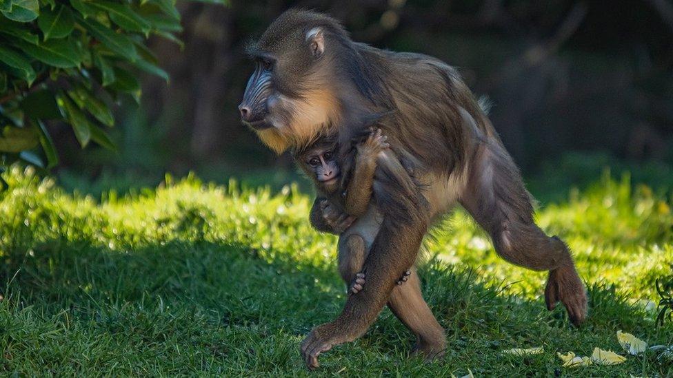 Baby mandrill holding onto its mother