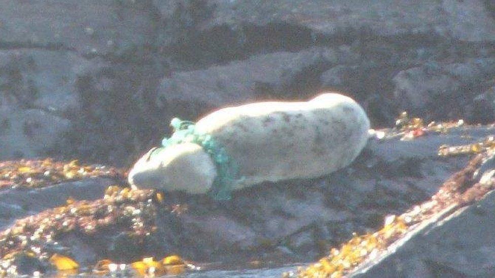 Seal in rope