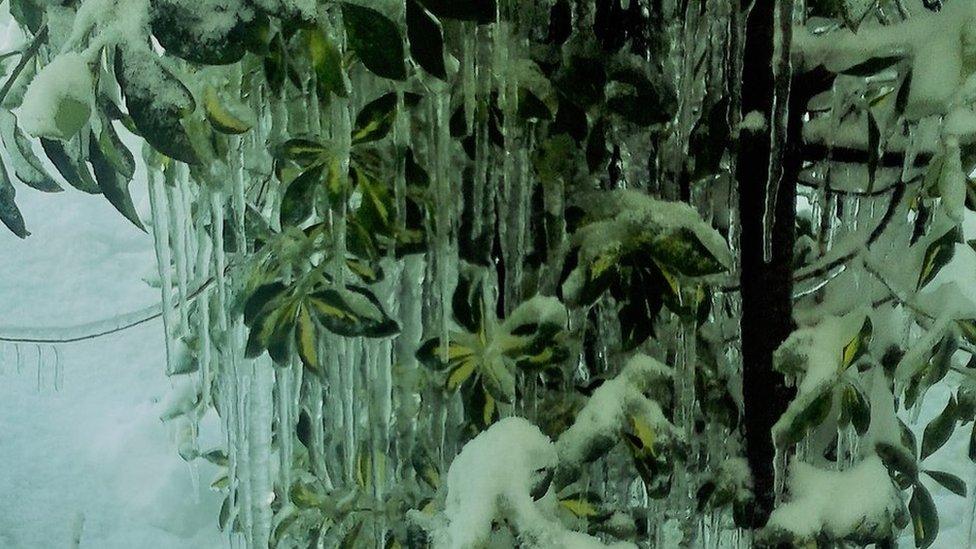 Icicles hanging from snow covered bush