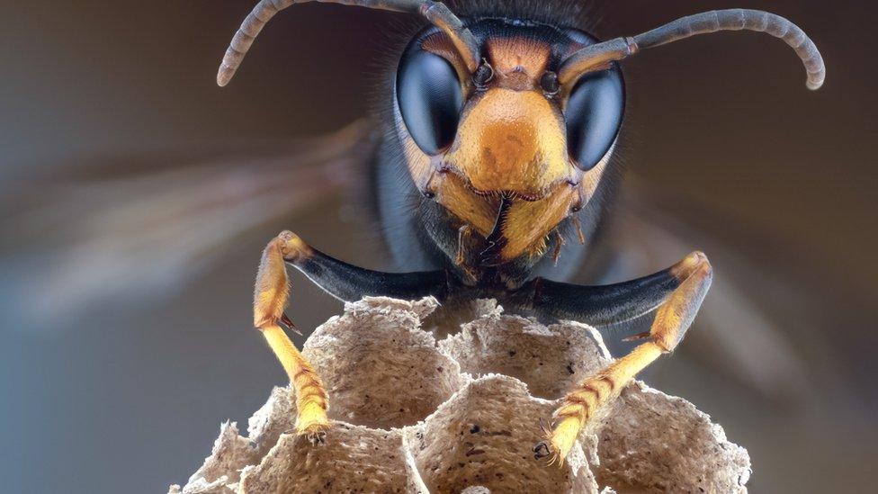 Asian hornet