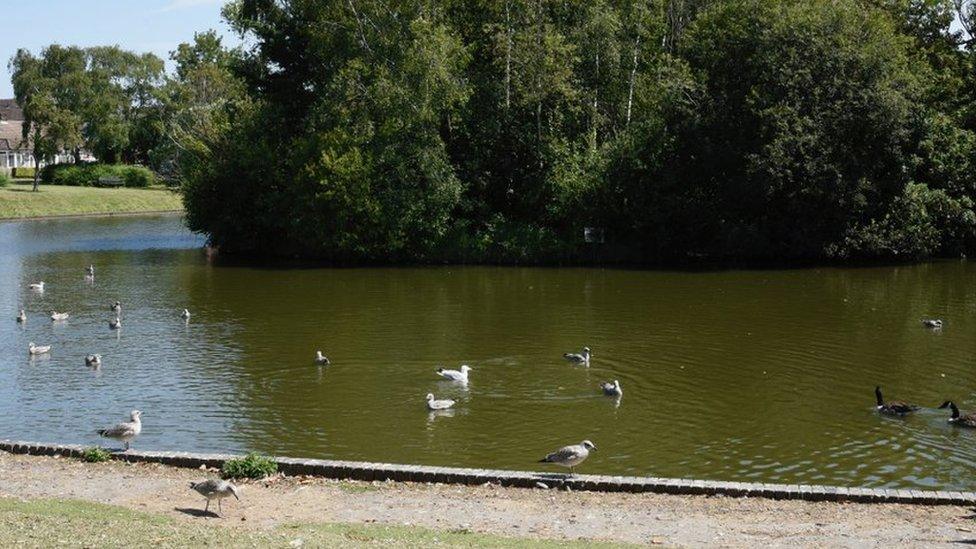 Hailsham Common Pond