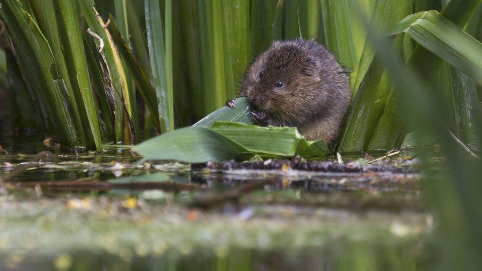 Water vole sitting by river