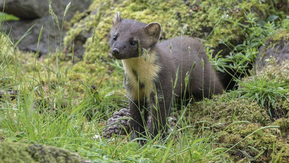 An endangered pine marten in woodland