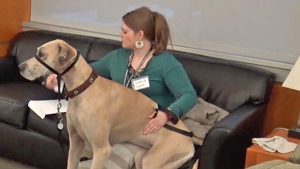 Therapy dogs, Washington State