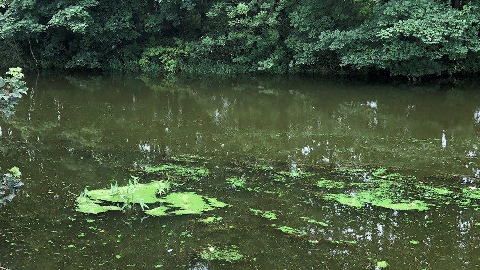 Blue green algae in the River Bann