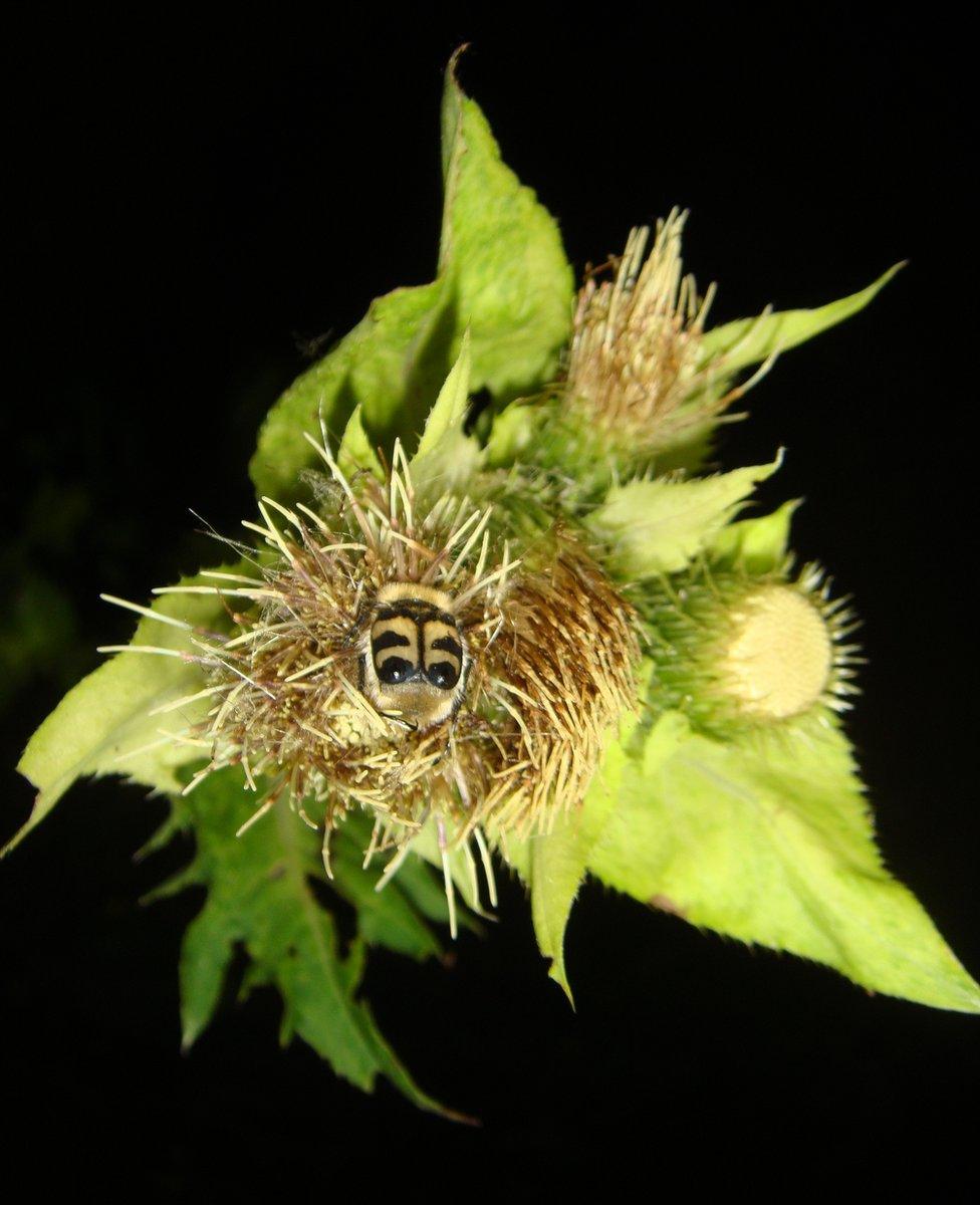 Beetle actively moving on cabbage thistle at night