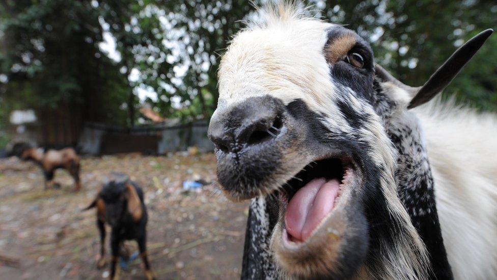 File image of a goat