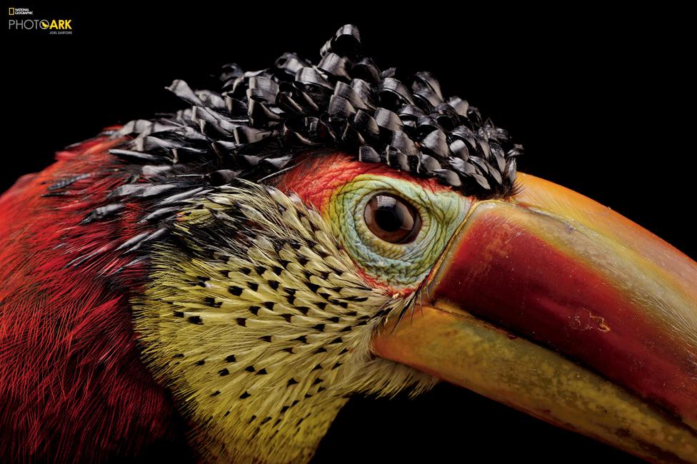 Curl-crested araçari (Pteroglossus beauharnaesii) Dallas World Aquarium, Texas