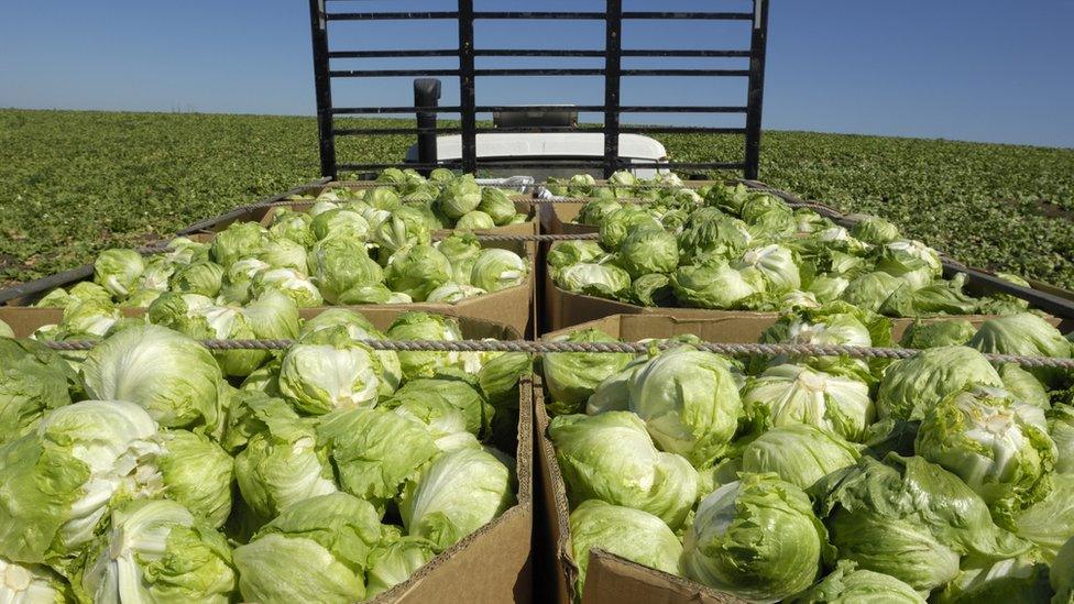 iceberg lettuces being transported form field