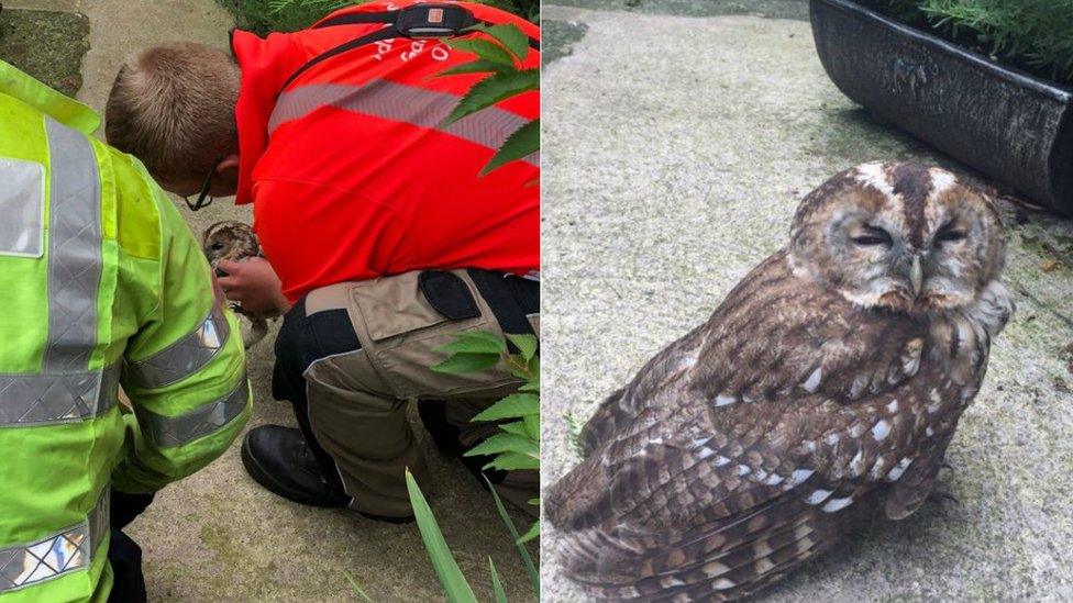 Rescued owl