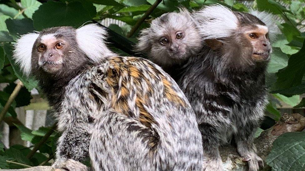 The primate has since been adopted by a pair of adults at a monkey rescue centre