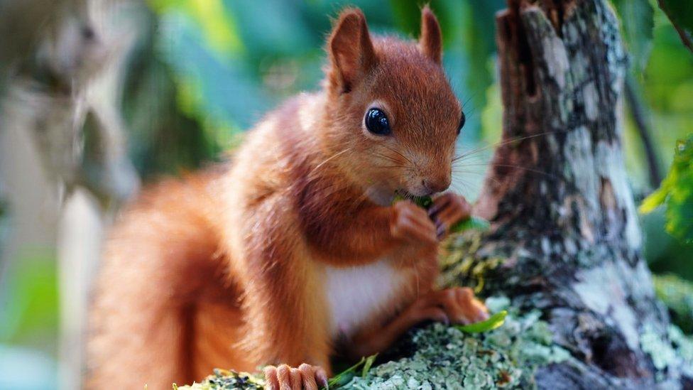 Baby red squirrels