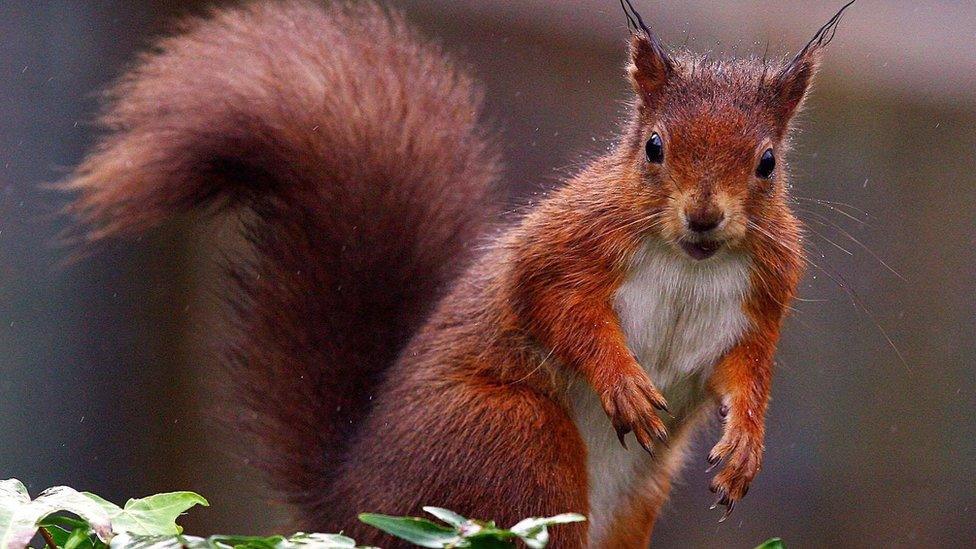 Red squirrel