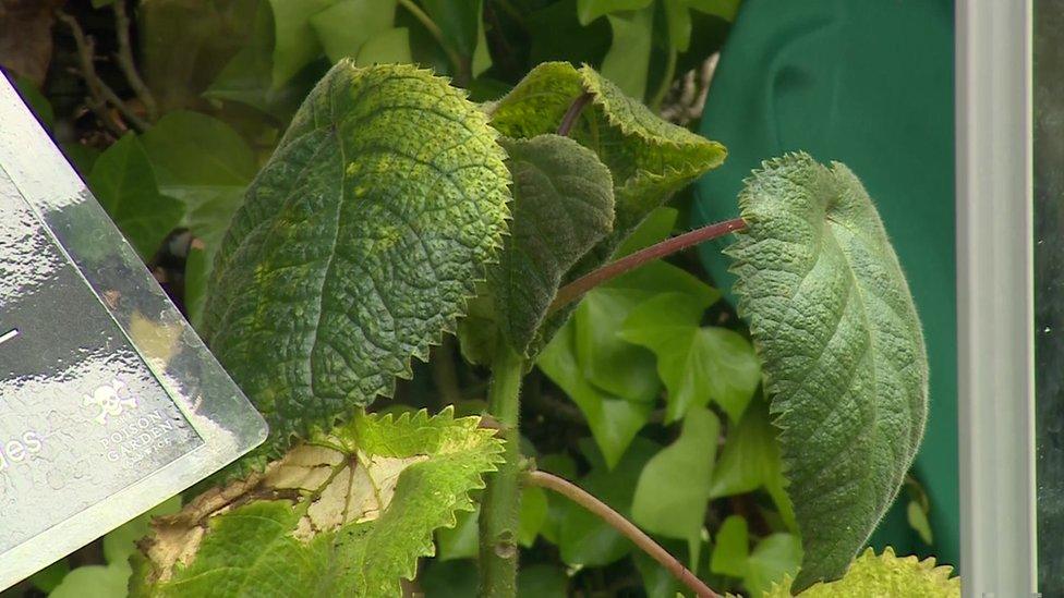 Close up of the plant