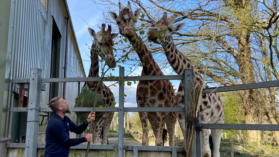 Keeper feeding giraffes