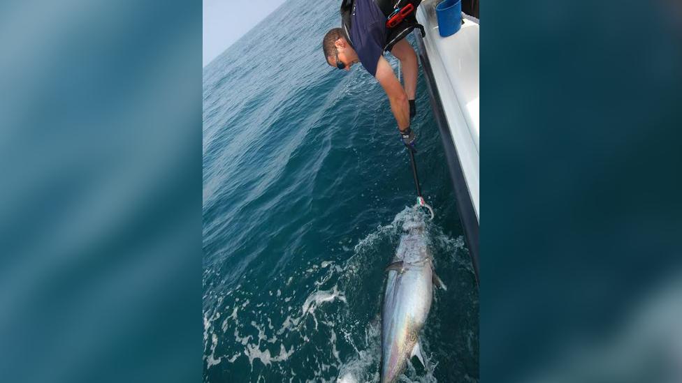 Man tags bluefin tuna in sea