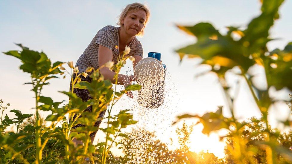 Woman watering plants