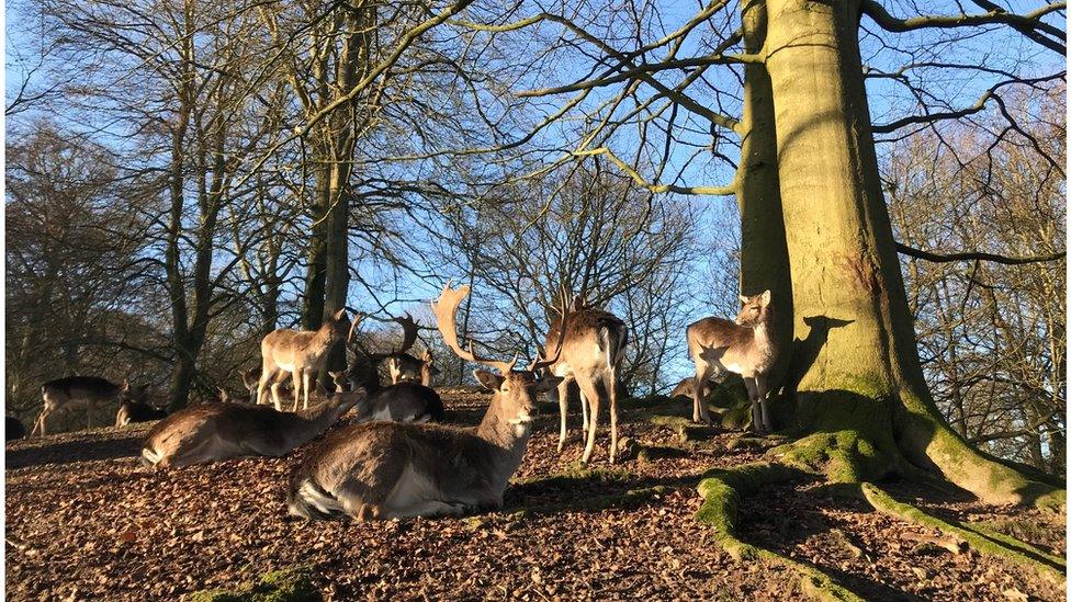 Fallow deer in St Asaph