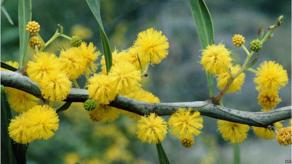 Acacia saligna (Port Jackson wattle)