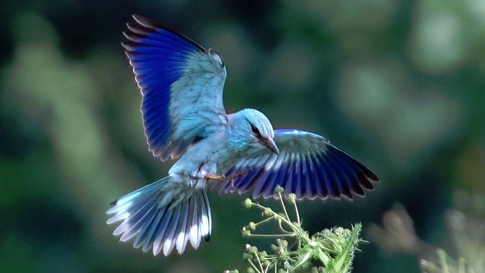 European Roller