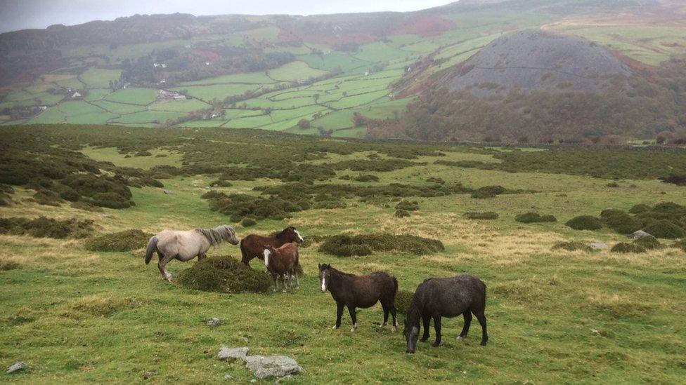 Carneddau ponies