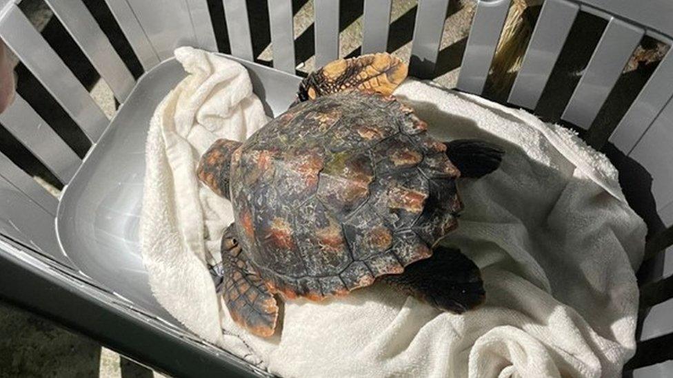 A turtle in rehabilitation