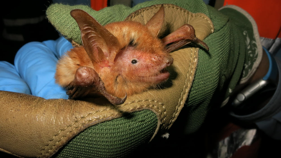 Bat being held in gloved hands.