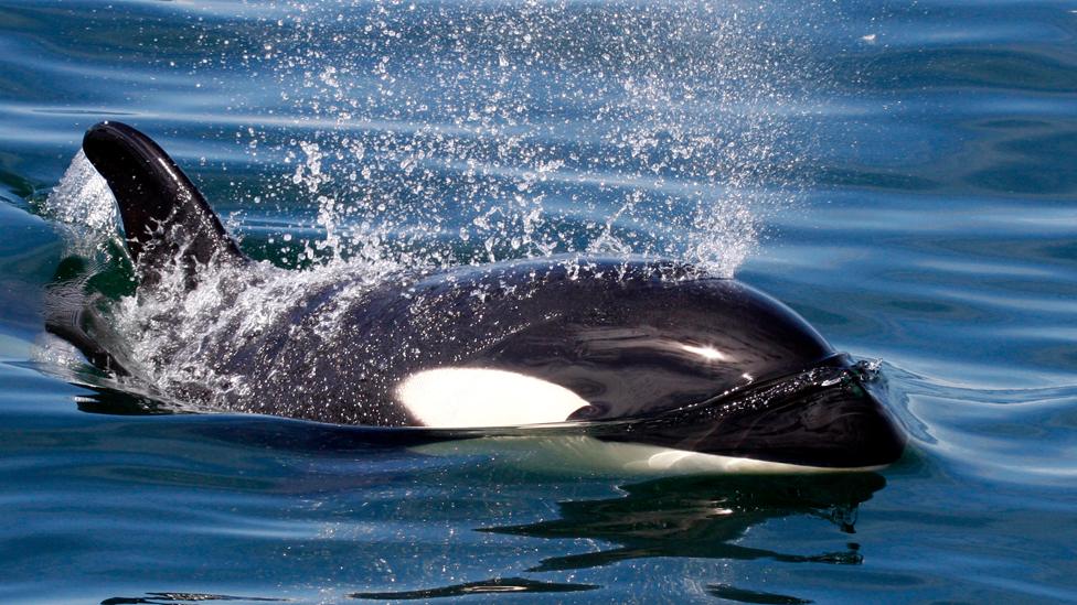 File pic of an orca in the North Atlantic Ocean