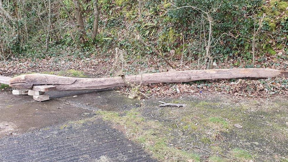 The eel after being found washed up on Portishead beach