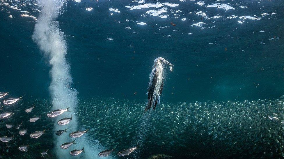 Blue-footed booby rising with a sardine in its beak