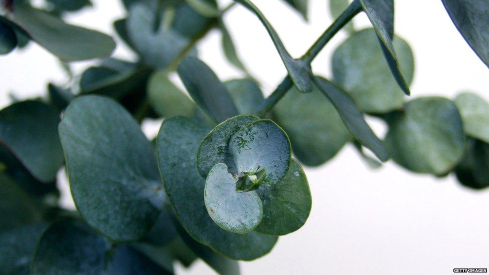 Eucalyptus leaves.