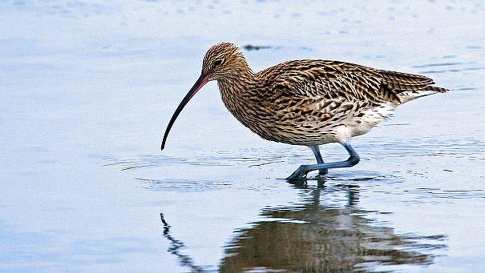 Curlew