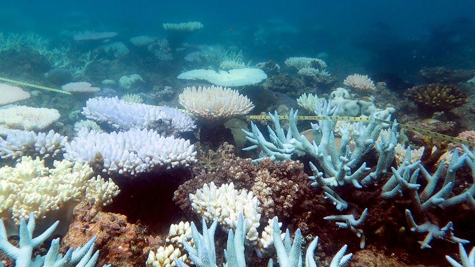 An undated handout photo received from ARC Centre of Excellence for Coral Reef Studies on April 19, 2018 shows a mass bleaching event of coral on Australia"s Great Barrier Reef.