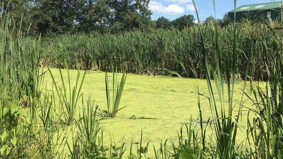 duckweed