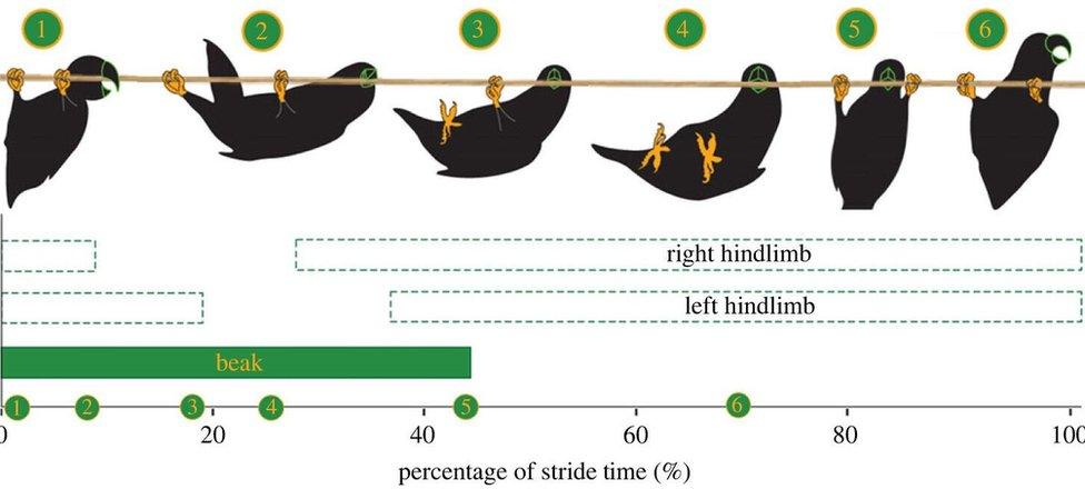 Graphic showing how the birds move