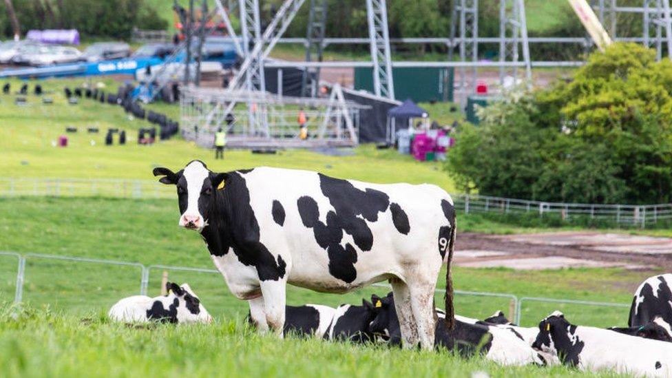 Cows at Worthy Farm