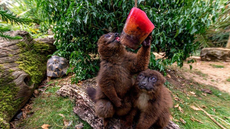 A red-bellied lemur cools off with an ice lolly meal at Cotswold Wildlife Park