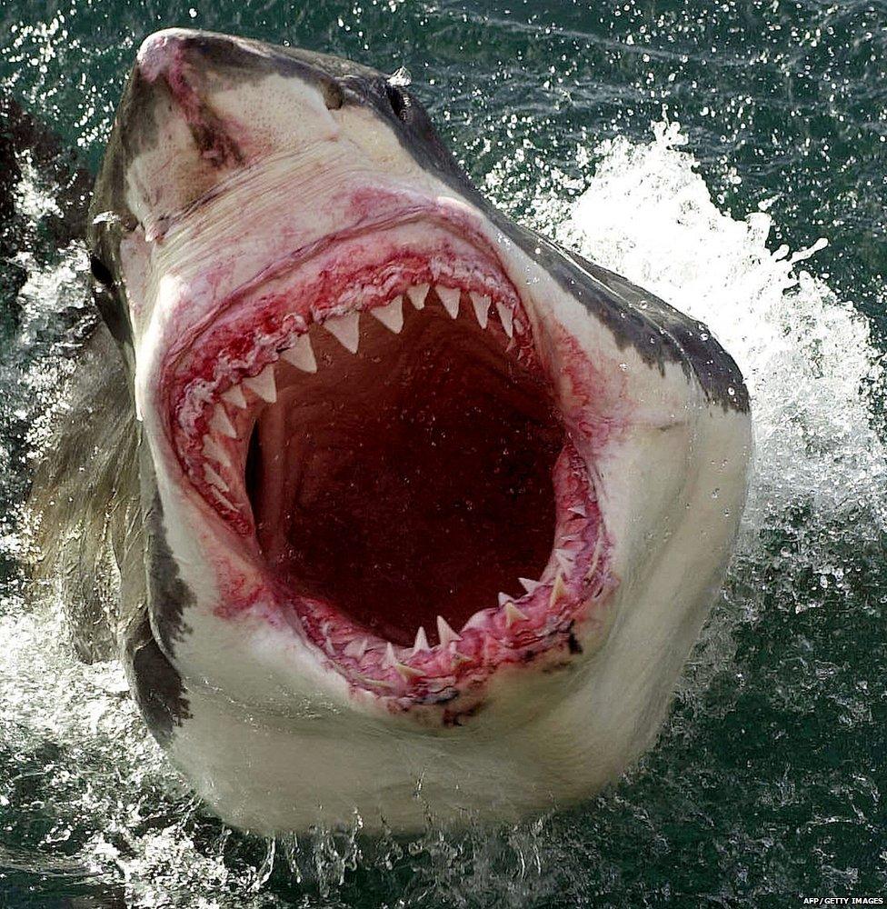 Great White shark