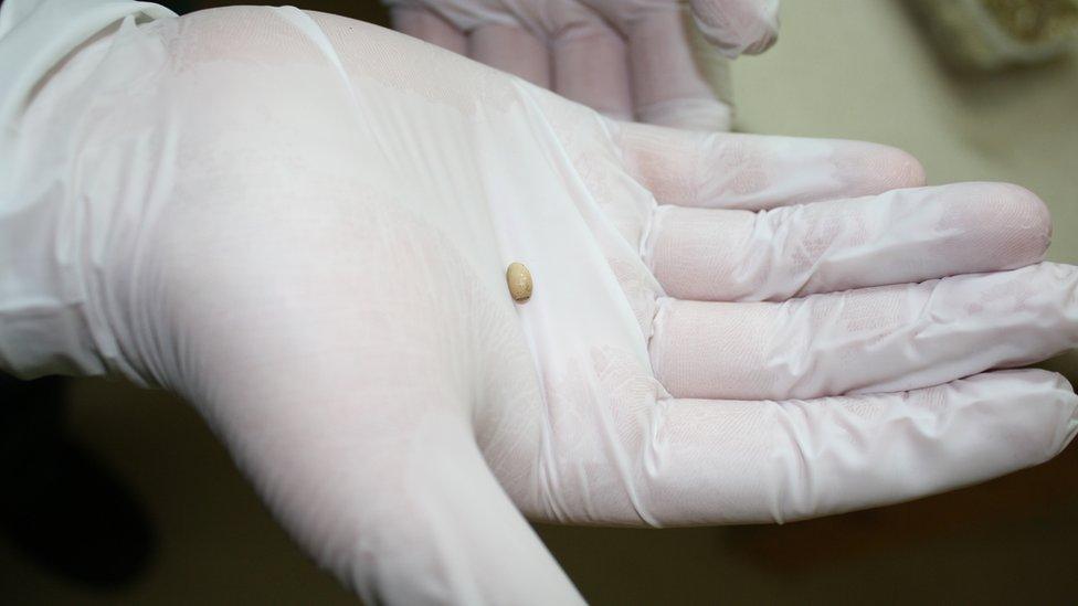 Lord Howe Island stick insect egg