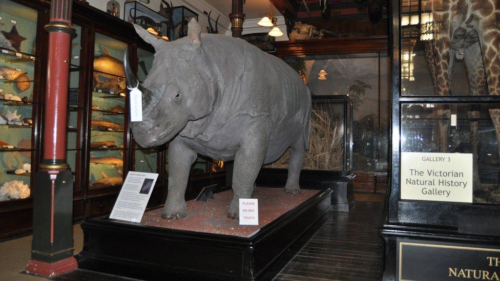 Natural history section of Ipswich Museum