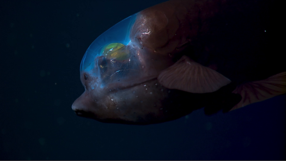 Barreleye fish