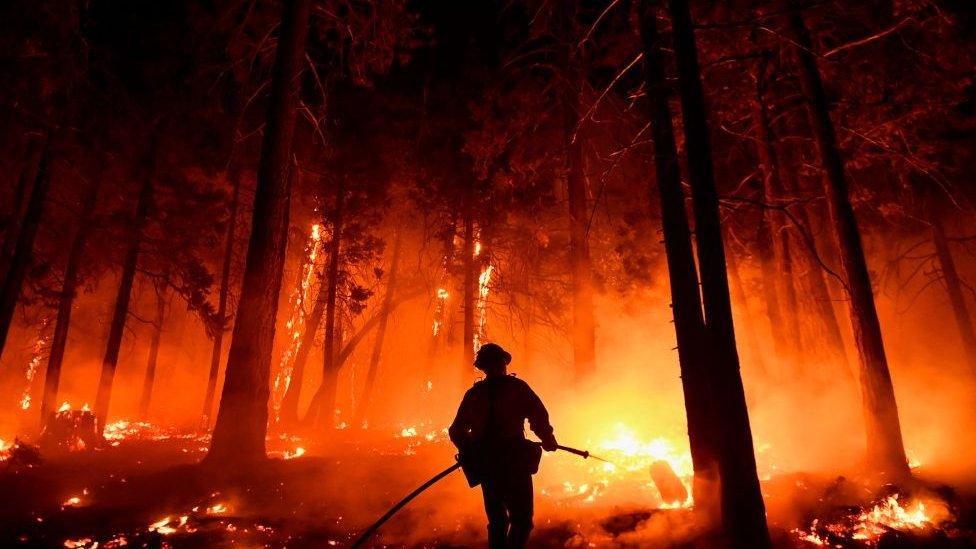 firefighter in Sequoia forest.