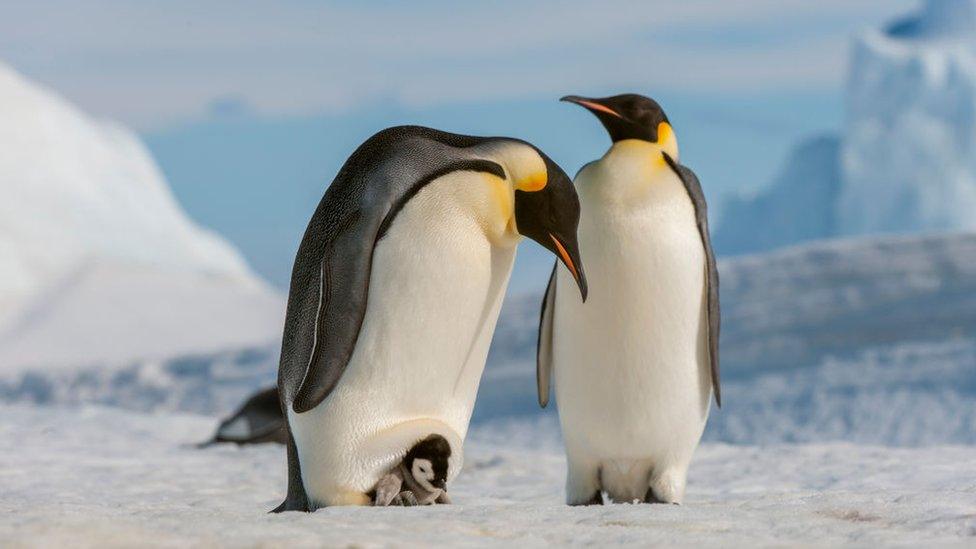 Three Emperor penguins