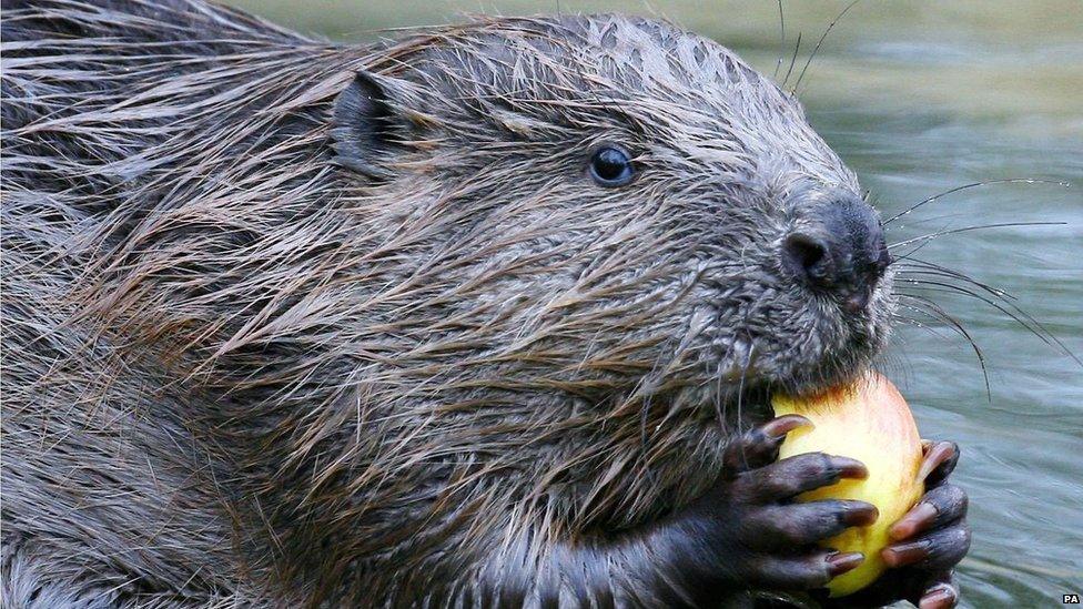 A file photo of a beaver eating what appears to be an apple