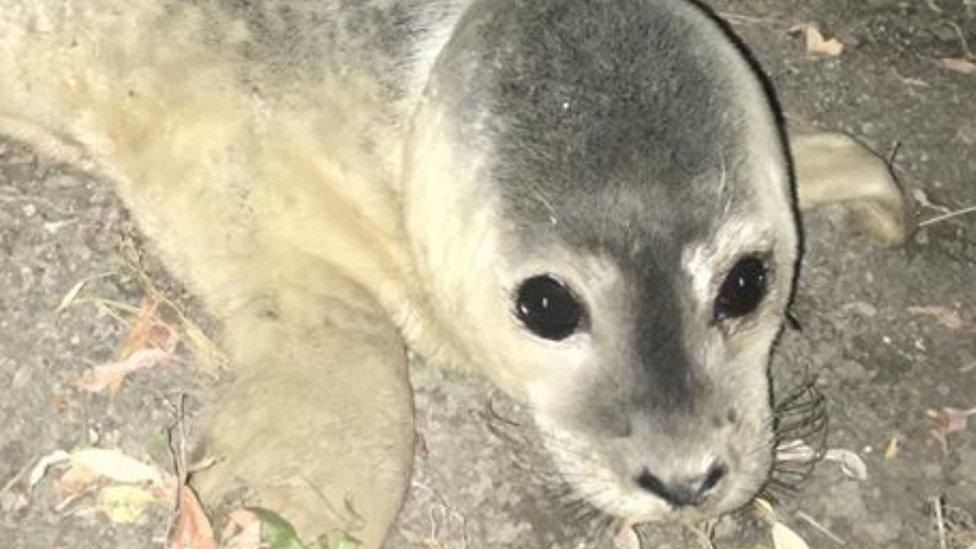 Rescued seal pup