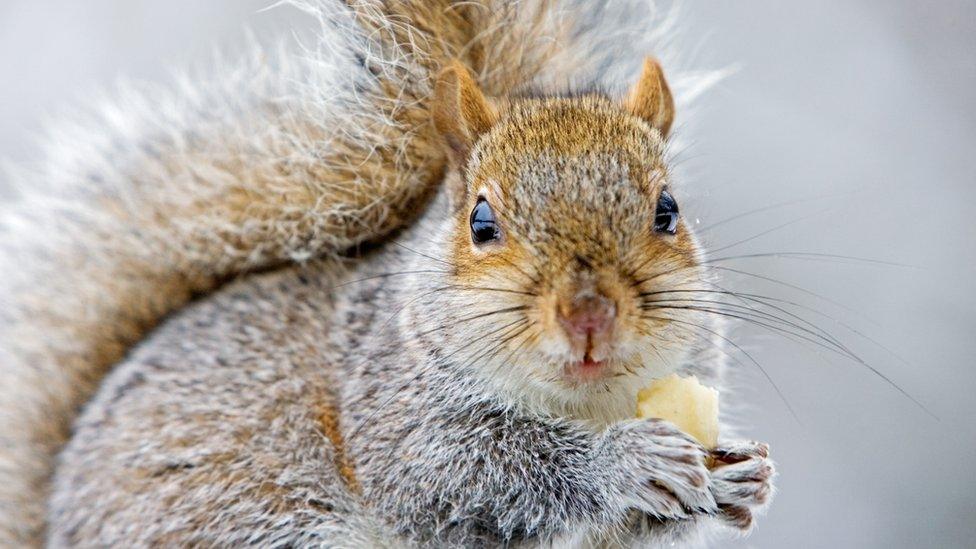 Grey squirrel