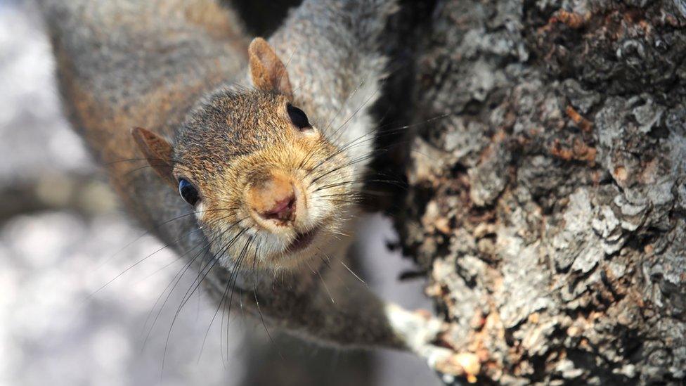 Stock image: A squirrel sits on the trunk of a cherry tree in Washington DC, 29 March 2016