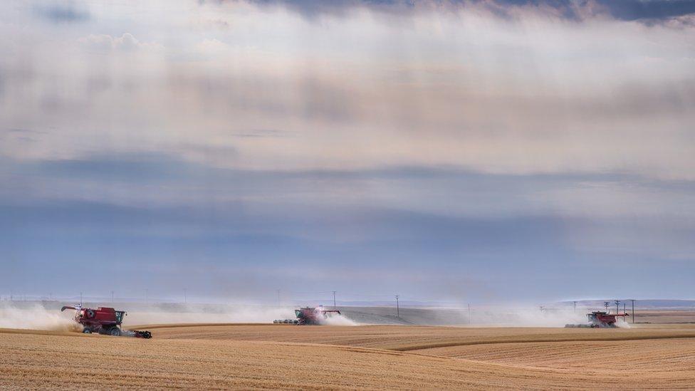 Cutting wheat