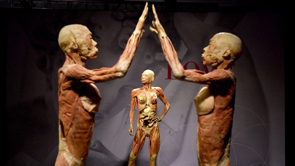 Human bodies are seen at an exhibit from "Real Bodies: The Exhibition"arter, Moore Park in Sydney, 12 April 2018