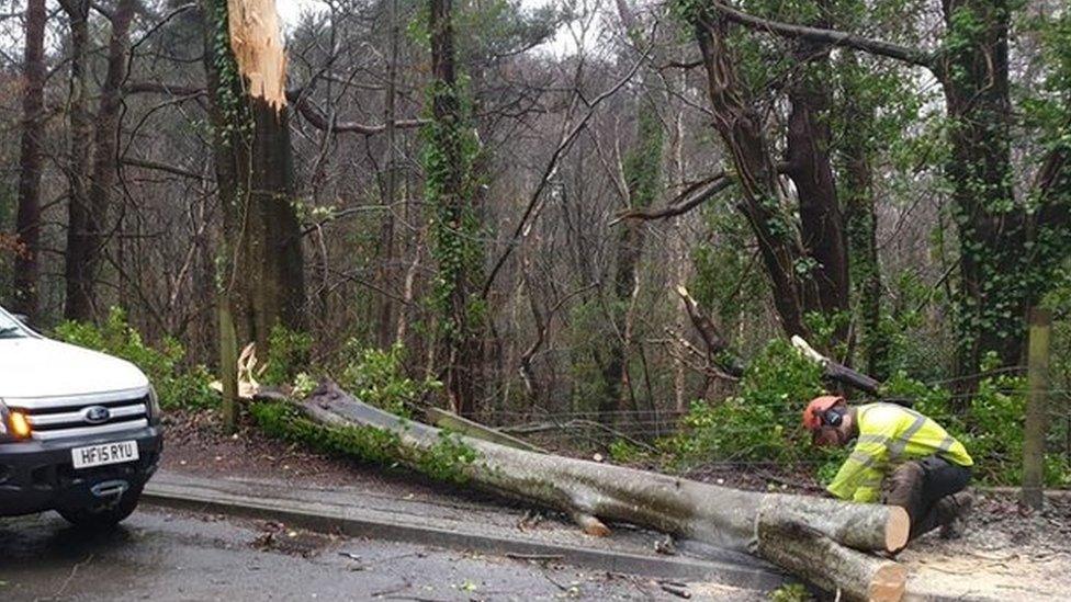 Fallen tree Wareham Road in Corfe Mullen